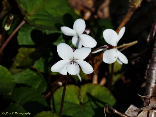 {Viola blanda}